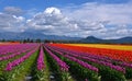 Skagit valley Tulips Royalty Free Stock Photo