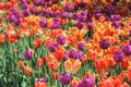 Field of Tulips Royalty Free Stock Photo