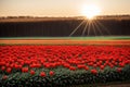 A field of tulips under the morning sun