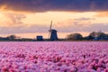 Field with tulips and windmill. Floral background. Field with rows of tulips. Sky with clouds during sunset.