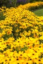 Field of Tuscany sunflowers Royalty Free Stock Photo