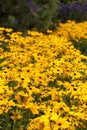 Field of Tuscany sunflowers Royalty Free Stock Photo