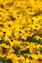 Field of Tuscany sunflowers Royalty Free Stock Photo