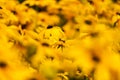 Field of Tuscany sunflowers Royalty Free Stock Photo