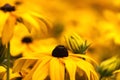 Field of Tuscany sunflowers Royalty Free Stock Photo