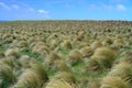 Field of tussock grass Royalty Free Stock Photo