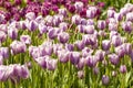 Field of Typical Dutch purple tulips