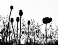 Field under of corn poppy and grass and cereals