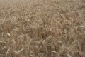 a field under the hot summer sun, ripe ears of rye Royalty Free Stock Photo