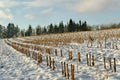 Field under snow. Royalty Free Stock Photo