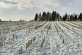 Field under snow. Royalty Free Stock Photo