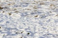 Field with undulating snow cover and grass tufts