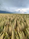 field of unripe barley cereal plants Royalty Free Stock Photo