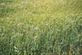 Field with unripe green wheat - abstract agriculture background