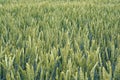 Field with unripe green wheat, closeup detail - abstract agriculture background