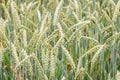 A field of unripe green wheat.