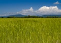 The Field unripe wheats Russia