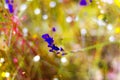 Field Utricularia with sunlight