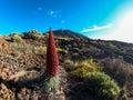 Field of various colourful flowers with scenic view on volcano Pico del Teide in El Teide National Park, Tenerife, Canary Islands Royalty Free Stock Photo