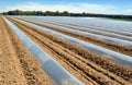 Field of vegetable crops in rows covered with polythene cloches protection