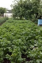 Field in the vegetable garden in the tops of potatoes in flowers. Growing organic potatoes in your garden. Potato field Royalty Free Stock Photo