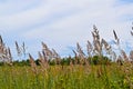 Field vegetation against the blue sky. Royalty Free Stock Photo
