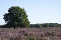 Field on the veluwe