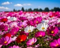 Field of vibrant pink and white cosmos flowers under a clear blue sky Royalty Free Stock Photo