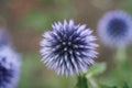 Field of vibrant purple Echinops flowers Royalty Free Stock Photo