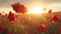 Field of vibrant red flowers at sunset