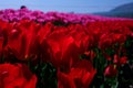 A field of vibrant, red tulips blooms in springtime. Royalty Free Stock Photo