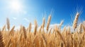 Golden Wheat Field Under Blue Sky: A Poignant Symbol Of Industrialization Royalty Free Stock Photo