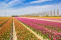 Field of vibrant tulip colors in Noordoostpolder