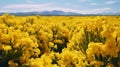 Vibrant Yellow Field: A Captivating Blend Of Lo-fi Aesthetics And Australian Landscape