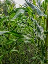 Field view of corn cultivation from the inside Royalty Free Stock Photo