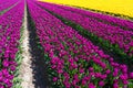 Field view of yellow and purple tulip rows Royalty Free Stock Photo