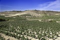 Field of vineyard