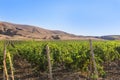 field vineyard in highlands Royalty Free Stock Photo