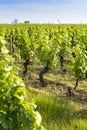Into a field of vineyards Royalty Free Stock Photo