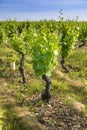 Into a field of vineyards Royalty Free Stock Photo