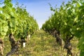 Into a field of vineyards Royalty Free Stock Photo