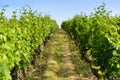 Into a field of vineyards Royalty Free Stock Photo