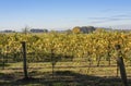 Field of vineyards Willamette valley Oregon.