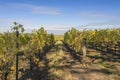 Field of vineyards Willamette valley Oregon. Royalty Free Stock Photo