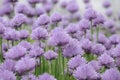 Field of violet blossoms of chives in sunlight of summertime garden Royalty Free Stock Photo