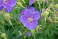 Field violet flower