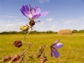 Field violet flowers