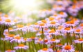 Field of violet flowers