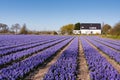 Field of violet flowers - Hyacint Royalty Free Stock Photo