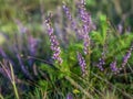 Field of violet heather flowers Royalty Free Stock Photo